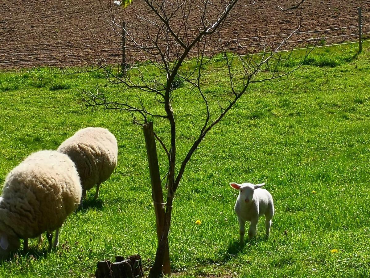 Lengenfeld  Ferienwohnungen 1 Bis 4 "Pumphut'S Scheune" מראה חיצוני תמונה